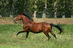 running German Riding Pony