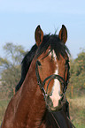 German Riding Pony stallion portrait