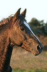 German Riding Pony stallion portrait