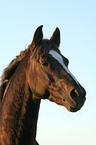 German Riding Pony stallion portrait