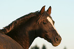 German Riding Pony stallion portrait