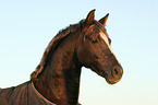 German Riding Pony stallion portrait