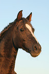 German Riding Pony stallion portrait