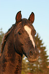 German Riding Pony stallion portrait