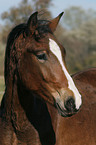 German Riding Pony stallion portrait