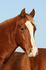 German Riding Pony stallion portrait