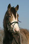 German Riding Pony portrait