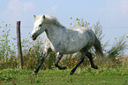 trotting German Riding Pony