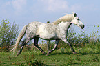 trotting German Riding Pony