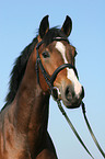 German Riding Pony stallion portrait