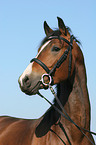 German Riding Pony stallion portrait