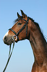 German Riding Pony stallion portrait