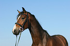 German Riding Pony stallion portrait