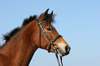 German Riding Pony portrait