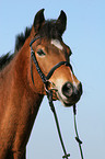 German Riding Pony portrait