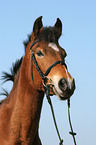 German Riding Pony portrait