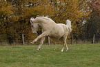 running horse