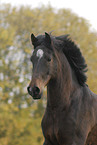 horse portrait