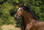 pony stallion portrait