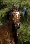 pony stallion portrait