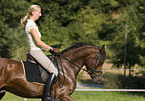 pony stallion under saddle