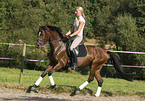 pony stallion under saddle