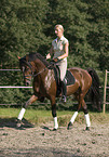 pony stallion under saddle