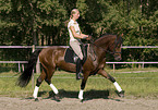 pony stallion under saddle