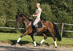 pony stallion under saddle