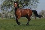 galloping pony