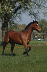 galloping pony