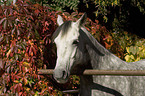 Pony portrait