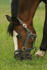 German Riding Pony with muzzle