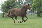 galloping Pony