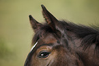 foal