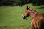 horse