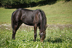 foal