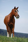 standing Pony