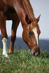 horse