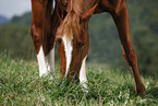 horse
