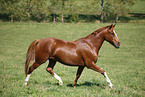 trotting horse