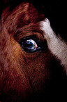 Pony eye