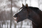 yawning horse