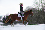 Pony
