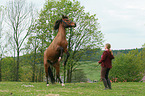 woman and German Riding Pony