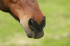 German Riding Pony mouth