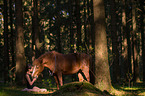 girl and German Riding Pony