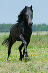 trotting German Riding Pony