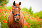 German Riding Pony Portrait