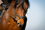 German Riding Pony Portrait